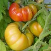 Zaden: tomaat ananas