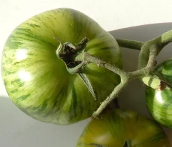 Zaden: tomaat green zebra
