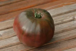 Zaden: tomaat noire russe charboneuse