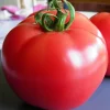 Zaden: tomaat rose de berne