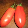 Zaden: tomaat san marzano