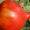 Zaden: tomaat téton de vénus