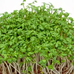 Zaden: tuinkers alénois