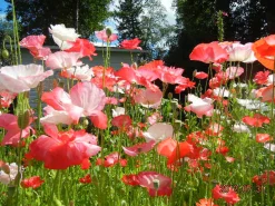 Zaden: tuin-klaproos