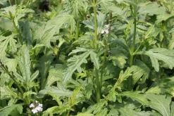 Zaden: verbena officinalis
