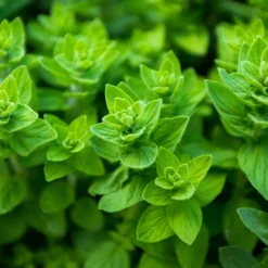 Zaden: wilde marjolein