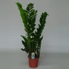 Zamioculcas ( ZZ-plant of Emerald palm )