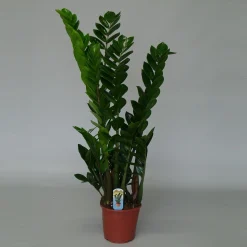 Zamioculcas ( ZZ-plant of Emerald palm )
