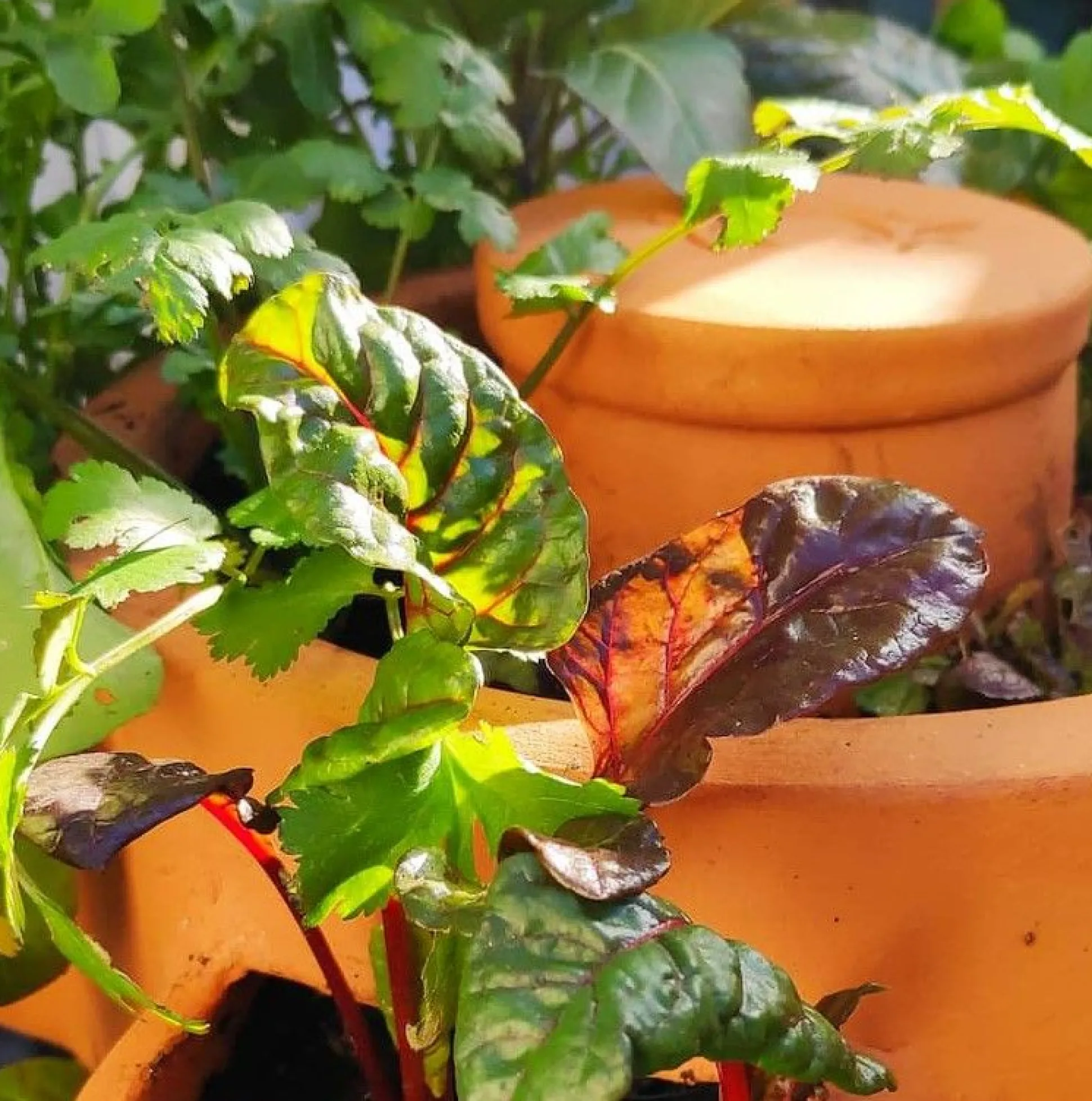 Zelfbemestende composter balkon