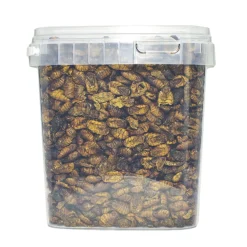 Zijderupsen 10 mm. 2,5 liter