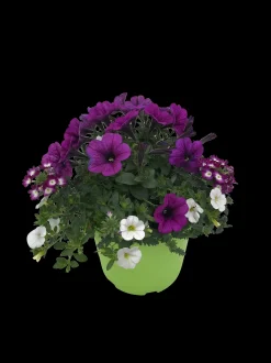 Zomerse bloeitrio p17