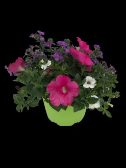 Zomerse bloeitrio p17